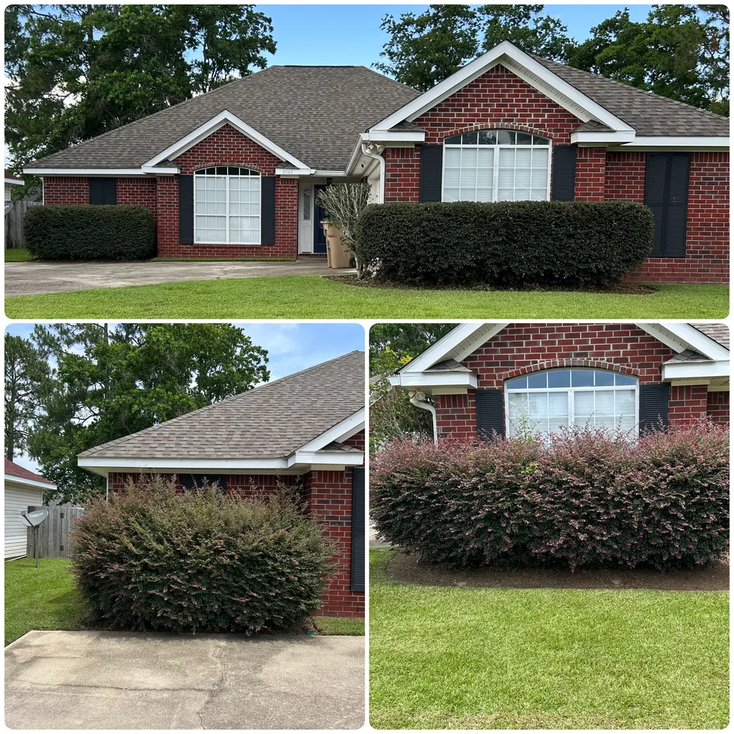 Front bushes trimmed and shaped around a brick home