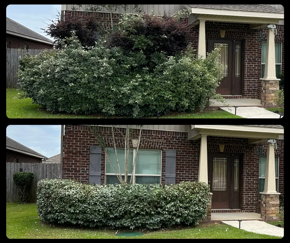Before and after bush recovery and trimming at an entry