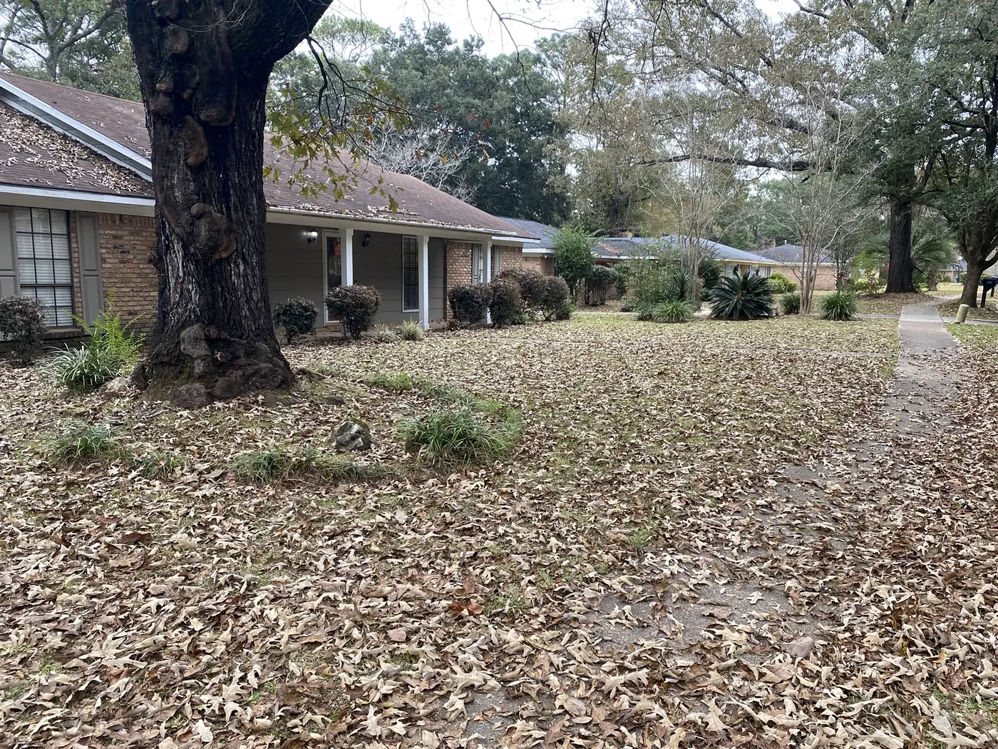 Leaf Cleanup in West Mobile