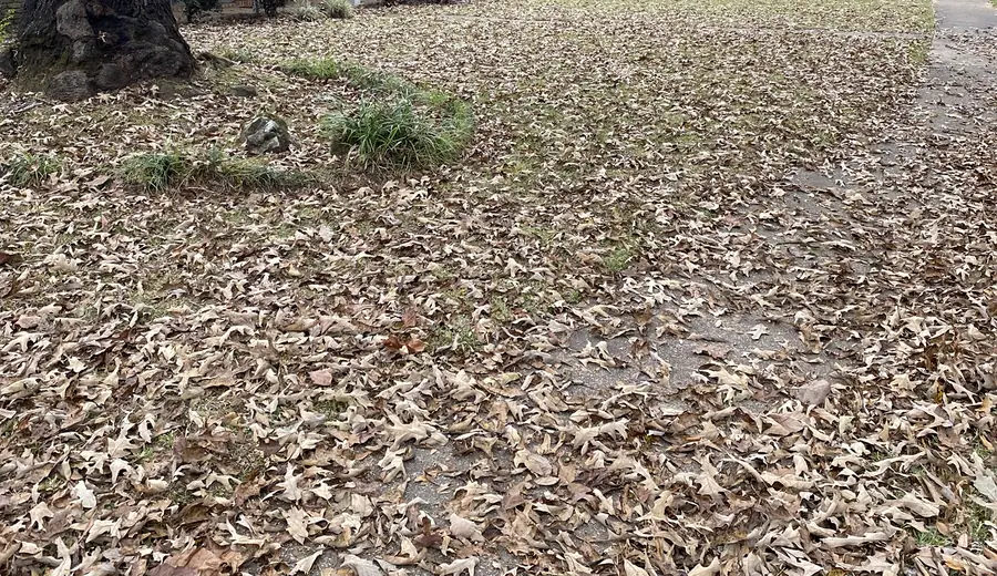 Yard Cleanup Result by West Mobile Lawn Care